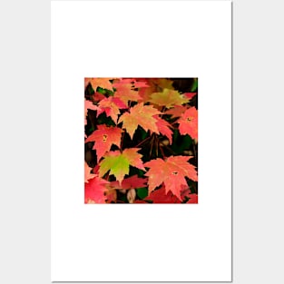 Autumn leaves Posters and Art